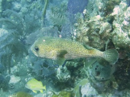 90 Porcupinefish IMG 3341